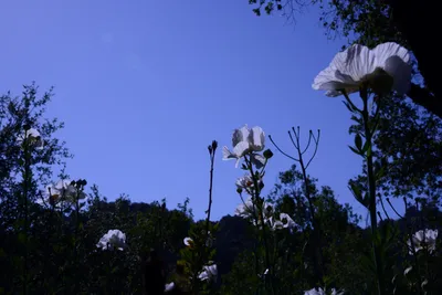 DSC_2044 (Large).JPG